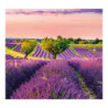 Nástěnný kalendář 2024 Kravata - Provence