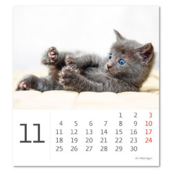 Stolní kalendář 2024 - Mini Kittens