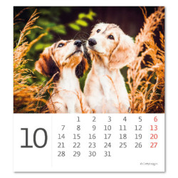 Stolní kalendář 2024 - Mini Puppies